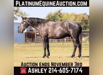 Percheron, Wallach, 4 Jahre, 165 cm, Schimmel, in Weatherford TX,