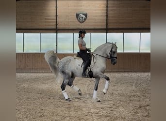 PRE, Hengst, 12 Jahre, 164 cm, Schimmel, in Gdansk