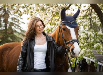 suche reitbeteiligung (reiter sucht pferd)
