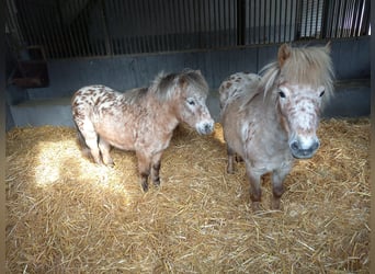 Shetland Ponys, Merrie, 14 Jaar, 95 cm, Appaloosa, in Mettmann,