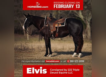 Quarter horse américain Croisé, Hongre, 15 Ans, Noir, in Weatherford, TX,