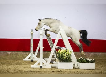 Plus de chevaux à sang chaud, Hongre, 4 Ans, 105 cm, Blanc, in Waddinxveen,