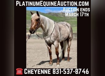 Quarter horse américain, Jument, 4 Ans, 150 cm, Palomino, in Bitterwater CA,