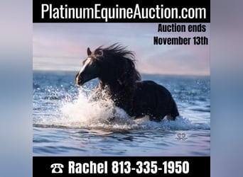 Gypsy Horse, Gelding, 9 years, 13.2 hh, Black, in Brooksville Florida,