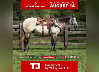 Quarter horse américain, Hongre, 12 Ans, 152 cm, Isabelle, in Madisonville, KY,