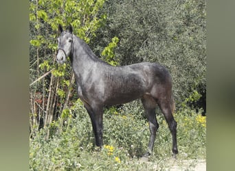 PRE Mestizo, Yegua, 3 años, 158 cm, Tordo, in Alcantarilla