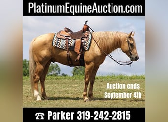 American Quarter Horse, Wallach, 12 Jahre, Palomino, in Brodhead Ky,