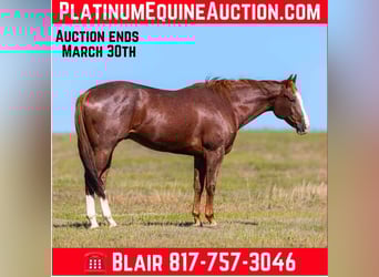 American Quarter Horse, Ruin, 12 Jaar, 163 cm, Donkere-vos, in Weatherford Tx,