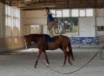 Deutsches Sportpferd, Wallach, 5 Jahre, 178 cm, Fuchs, in Bülstringen