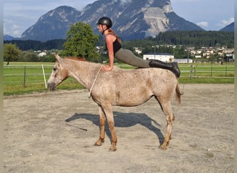 Appaloosa, Stute, 15 Jahre, 147 cm, Tigerschecke, in Kirchbichl