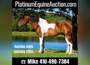 Quarter horse américain, Hongre, 6 Ans, 157 cm, Tobiano-toutes couleurs, in Mountain Grove MO,