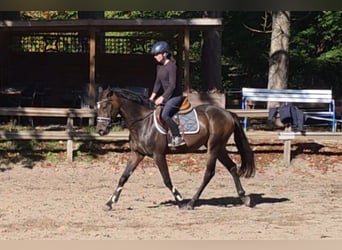 Weitere Warmblüter, Wallach, 7 Jahre, 161 cm, Dunkelbrauner, in Braunschweig