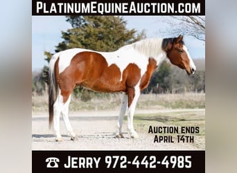 American Quarter Horse, Gelding, 11 years, 14.2 hh, Chestnut, in SAVOY, TX,