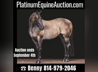 Quarter horse américain, Hongre, 15 Ans, 157 cm, Grullo, in Everett PA,