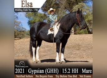 Tinker, Stute, 5 Jahre, 157 cm, Rappe, in Fort Collins, CO