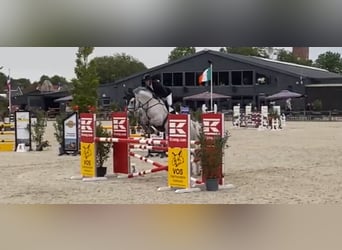 KWPN, Ruin, 12 Jaar, 175 cm, Schimmel, in Meijel