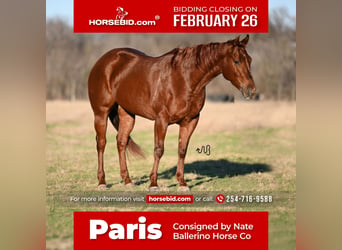 American Quarter Horse, Merrie, 5 Jaar, 150 cm, Roodvos, in Waco, TX,