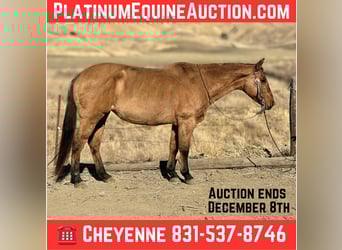 American Quarter Horse, Mare, 13 years, 14,3 hh, Dun, in Bitterwater CA