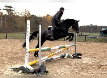 Mare 7 years