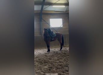 Gelding 3 years