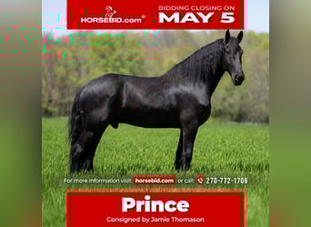 Friesian horses Mix, Gelding, 7 years, 17 hh, Black, in Auburn, KY,