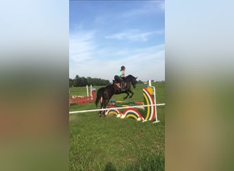 Zuverlässige Reitbeteiligung sucht Herzenspferd 
