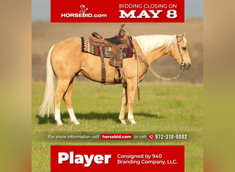 Quarter horse américain, Hongre, 8 Ans, Palomino, in Addison, TX,