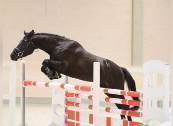 Sportivo Tedesco / Sportivo della Germania, Castrone, 4 Anni, 169 cm, Baio scuro, in Jößnitz