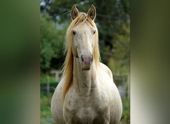 Rocky Mountain Horse, Stallion, Champagne, in GOVEN,