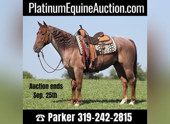 Quarter horse américain, Hongre, 9 Ans, 155 cm, Palomino, in clarion PA,
