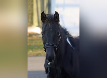 American Paint Horse, Semental, 1 año, 152 cm, Tobiano-todas las-capas, in Hellenthal