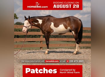 Quarter horse américain, Hongre, 10 Ans, 157 cm, Pinto, in Millersburg, OH,