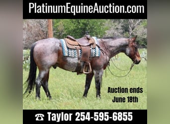 Quarter horse américain, Hongre, 11 Ans, 157 cm, Roan-Bay, in Morgan Mill TX,