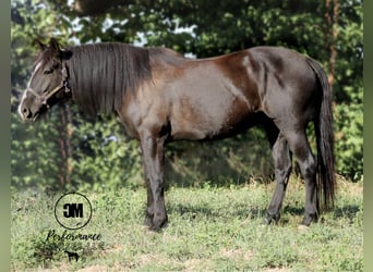Friesian horses, Gelding, 5 years, 15.1 hh, Black, in Albion