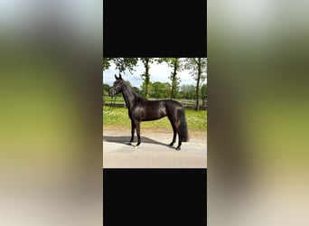Oldenburger, Stute, 5 Jahre, 165 cm, Rappe, in Nordhorn