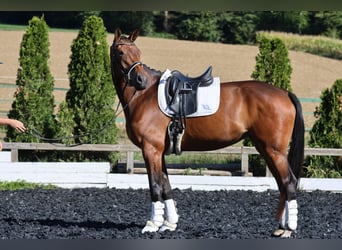 Mare 3 years