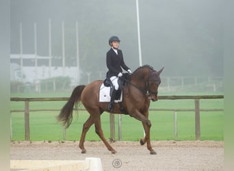 Lusitanos, Wallach, 6 Jahre, 168 cm, in Cascais,