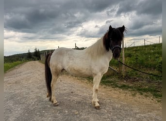 Icelandic Horse, Mare, 12 years, 13,1 hh, Pinto, in Oberstenfeld,