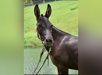 Maultier Mix, Stute, 6 Jahre, 97 cm, Dunkelbrauner, in Fresno, Oh