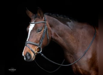 Danish Warmblood, Mare, 12 years, 16 hh, Bay, in Bulverde