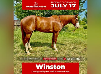 Paint Horse, Wallach, 9 Jahre, 160 cm, Rotfuchs, in Gainesville, TX,