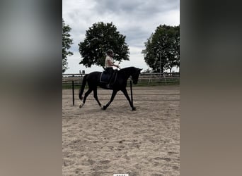 Gelding 7 years
