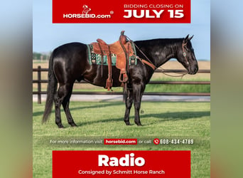 American Quarter Horse, Wałach, 5 lat, 152 cm, Kara, in Holland, IA,