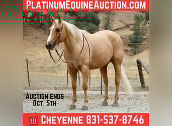 Quarter horse américain, Hongre, 8 Ans, 150 cm, Palomino, in Bitterwater CA