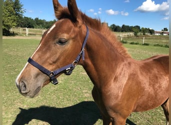 German Sport Horse, Mare, 2 years, 16.2 hh, Chestnut-Red, in Berlin,