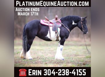 Tinker, Hongre, 12 Ans, 160 cm, Tobiano-toutes couleurs, in Flemingsburg Ky,