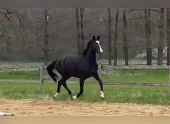 Merrie 3 Jaar