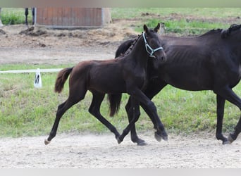 Oldenburg, Stallion, Foal (03/2024), Bay-Dark, in Pisek,