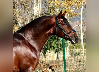 PRE, Wallach, 10 Jahre, 167 cm, Brauner, in Valldoriolf (Vilanova Del Valles)