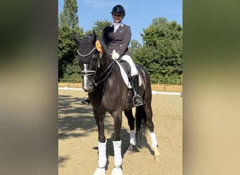 Mecklenburger warmbloed, Merrie, 14 Jaar, 180 cm, Zwart, in Zweibrücken